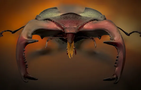 Макро, насекомое, Lucanus cervus