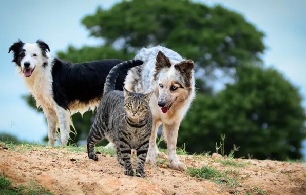 Кошка, собаки, кот, природа, компания, друзья, троица