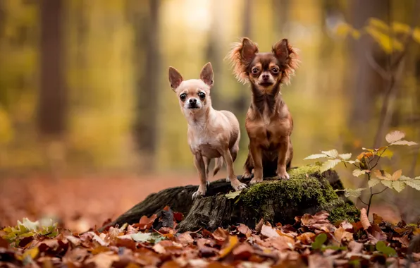 Картинка осень, лес, собаки, взгляд, листья, природа, поза, две