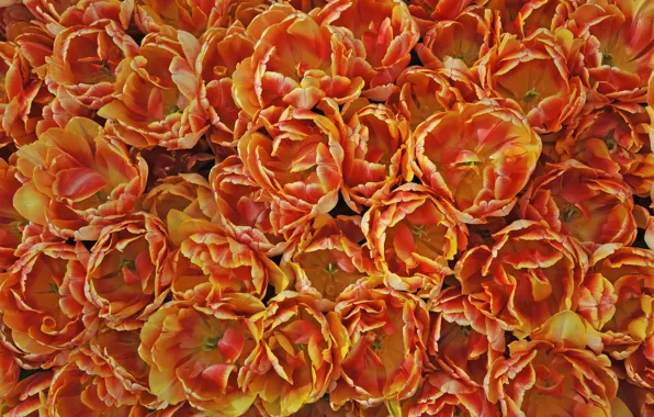 Картинка текстура, лепестки, тюльпаны, оранжевые, много
