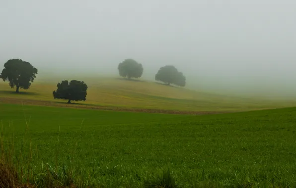 Картинка трава, деревья, природа, туман, крона