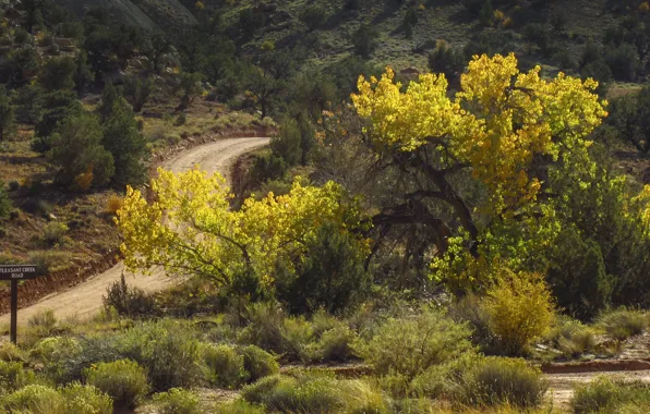 Картинка дорога, осень, деревья, colors, road, trees, Autumn, fall