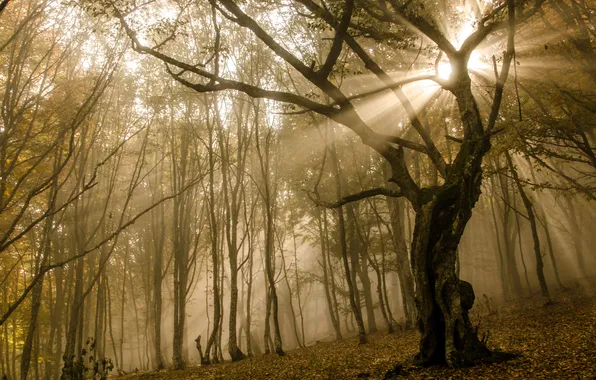 Картинка осень, солнце, лучи, деревья, ветки, туман, листва, Лес