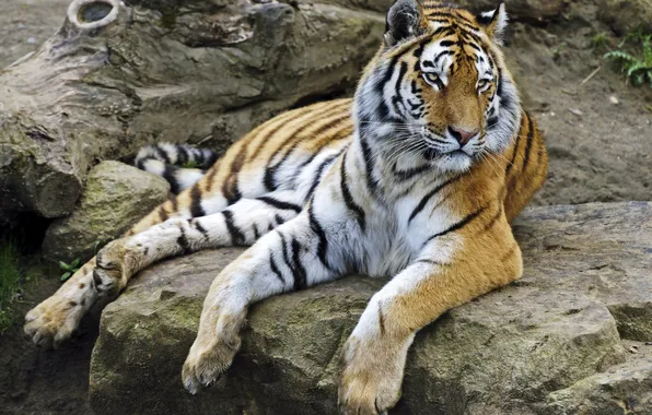 Картинка кошка, тигр, камни, отдых, амурский