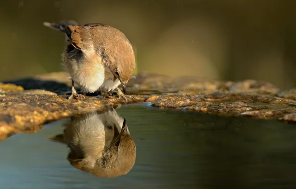 Картинка вода, отражение, птица