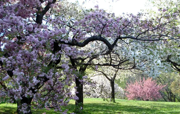 Картинка деревья, цвет, весна, сад, розовые
