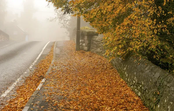 Осень, листья, город, улица