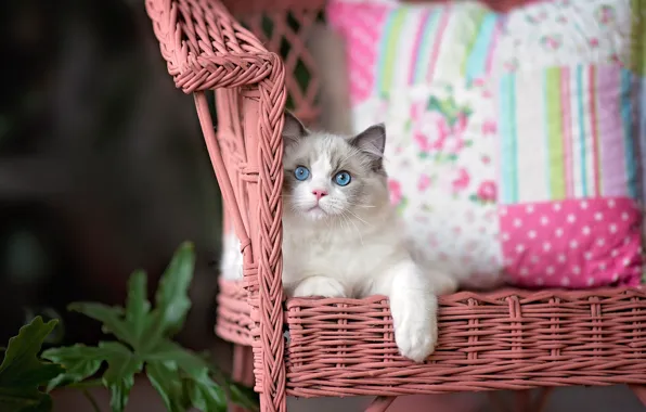 Кошка, взгляд, котенок, кресло, пушистый, лежит, подушка, мордашка