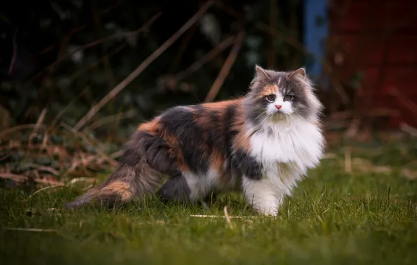 Кошка, трава, кот, взгляд, ветки, котенок, поляна, весна