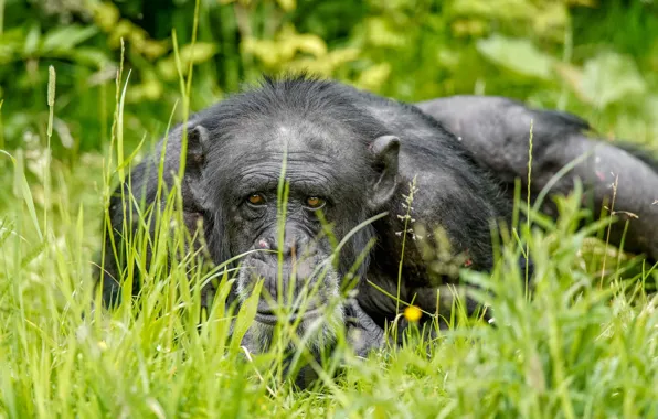 Картинка трава, природа, обезьяна