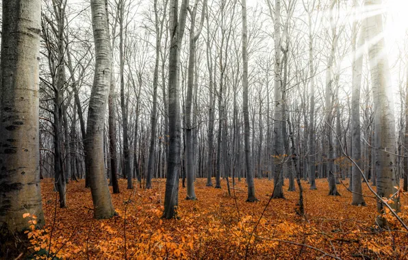 Картинка осень, лес, природа