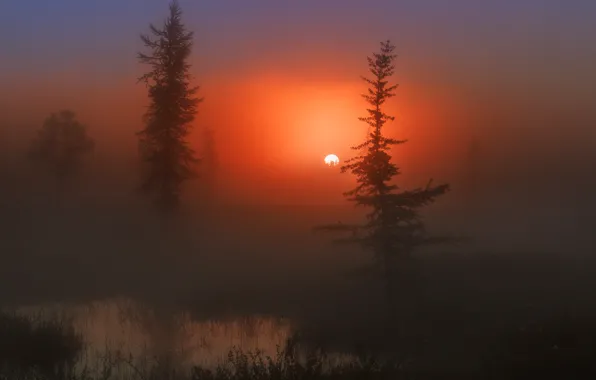 Солнце, деревья, туман, Утро, красиво