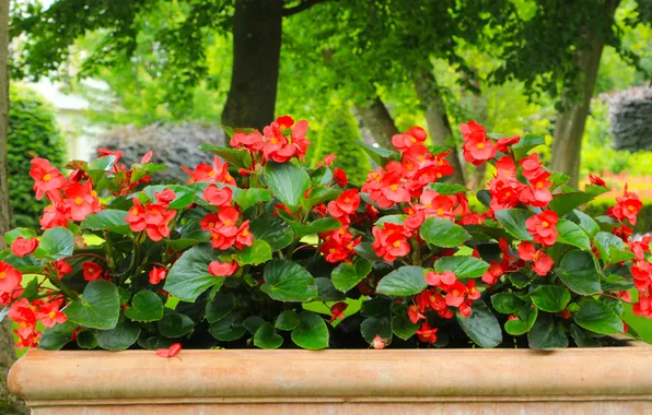 Red, flower, blooming