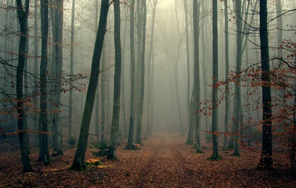 Осень, лес, деревья, ветки, туман, листва, wood, foggy