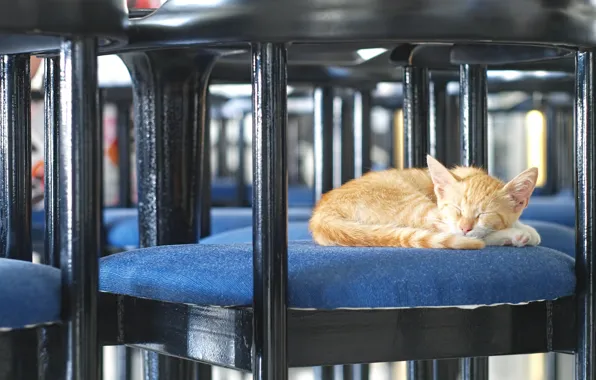 Кот, рыжий, стул, спит