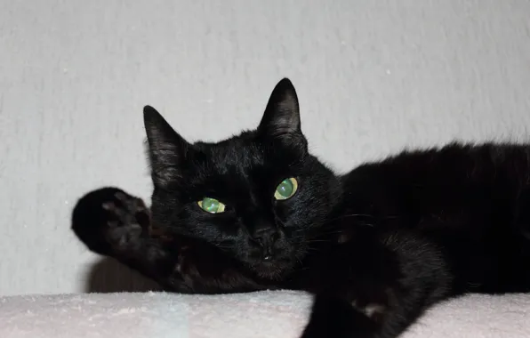 Картинка кот, животное