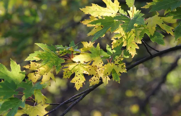 Tree, leaf, twig