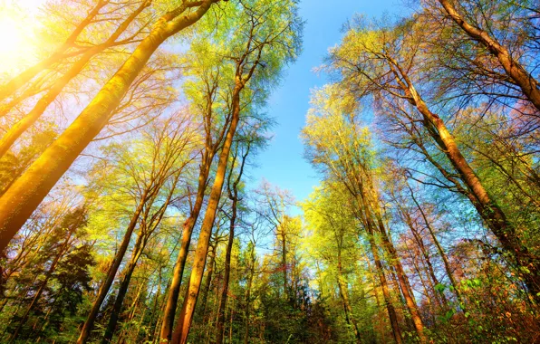 Картинка осень, лес, солнце, деревья, ветки, верхушки