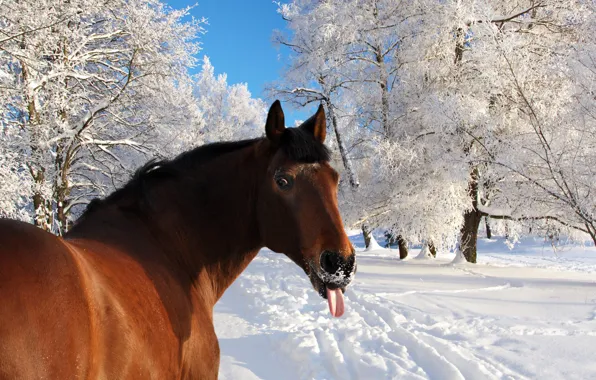 Картинка зима, язык, снег, лошадь