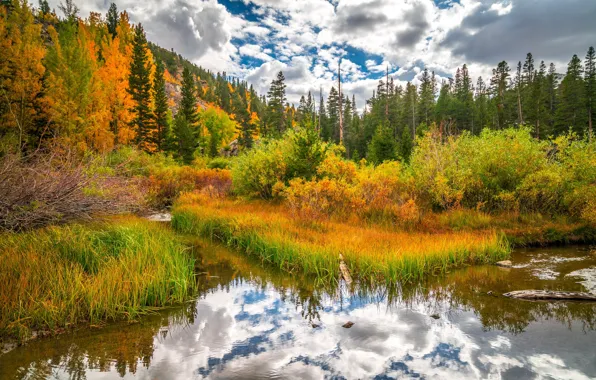 Лес, природа, озеро