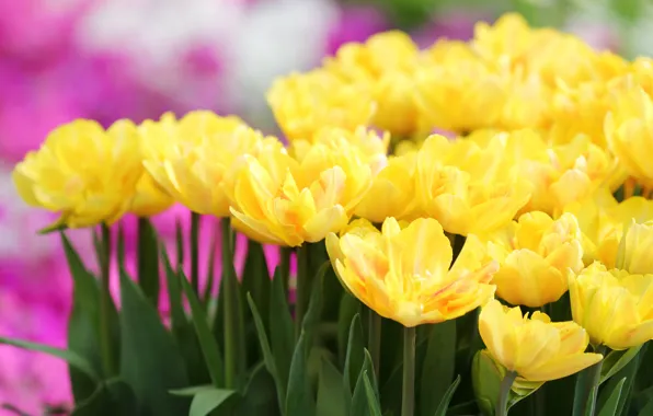 Картинка желтый, тюльпаны, клумба