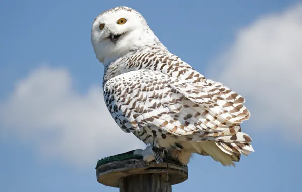 Картинка Harry Potter, Hedwig, white owl perched on wooden pedestal, Snowy O