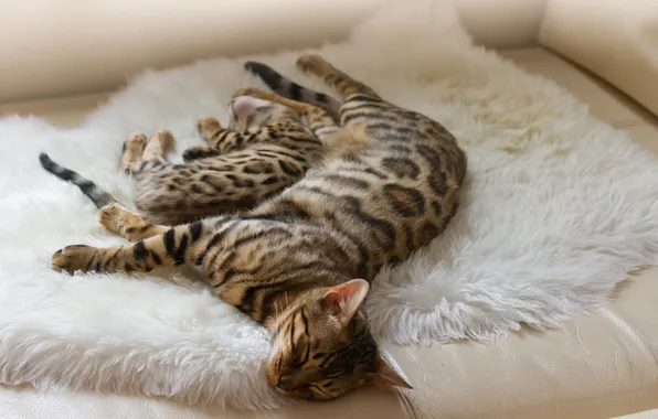 Картинка животные, отдых, окрас, спят, бенгальские коты