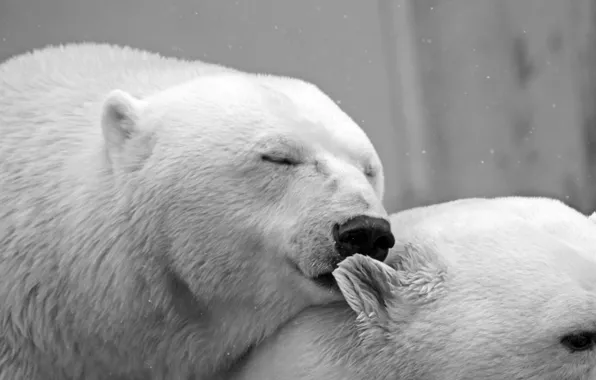 Bear, teddy, sleep, polar, natur, lazy_, est_animal