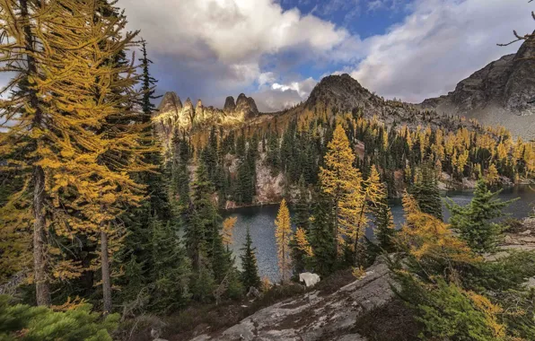 Лес, деревья, пейзаж, горы, природа, красота, nature