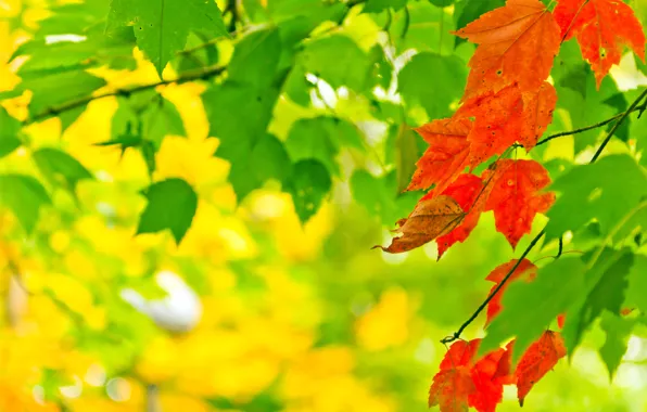 Картинка осень, листья, свет, природа, краски, colors, light, nature
