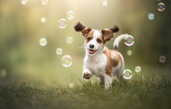 Трава, настроение, собака, мыльные пузыри, щенок, прогулка