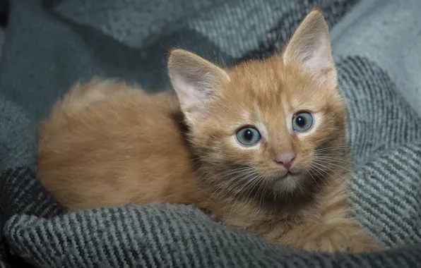 Кошка, усы, взгляд, котенок, портрет, лапы, уши