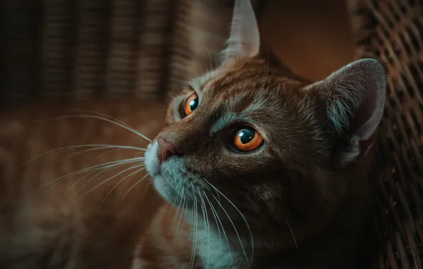 Кошка, кот, взгляд, морда, корзина, портрет, рыжий, желтые глаза