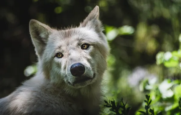 Картинка nature, snow, predator, face, animal, wolf, wildlife, portrait