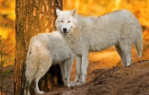 Картинка nature, snow, predator, face, animal, wolf, wildlife, portrait