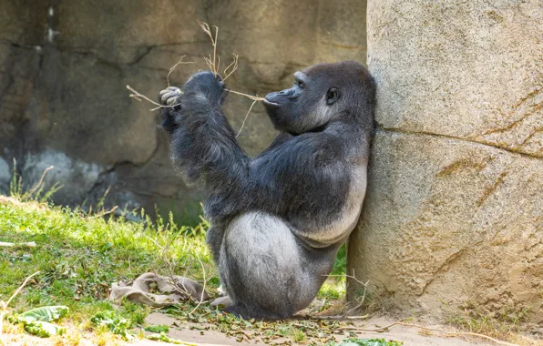 Картинка трава, поза, обезьяна, сидит