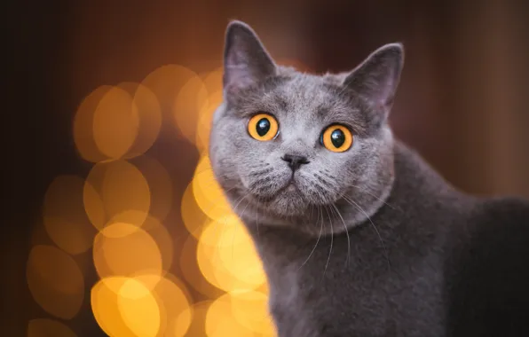 Кошка, кот, взгляд, морда, темный фон, портрет, серая, боке