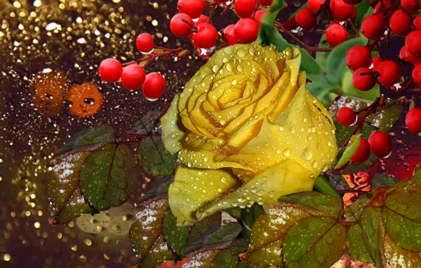 Капли, роса, ягоды, дождь, Мокрая роза