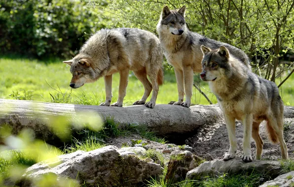 Nature, face, animal, wolf, wildlife, head, fur, mammal
