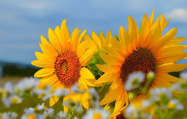 Лето, Подсолнухи, Summer, Sunflowers