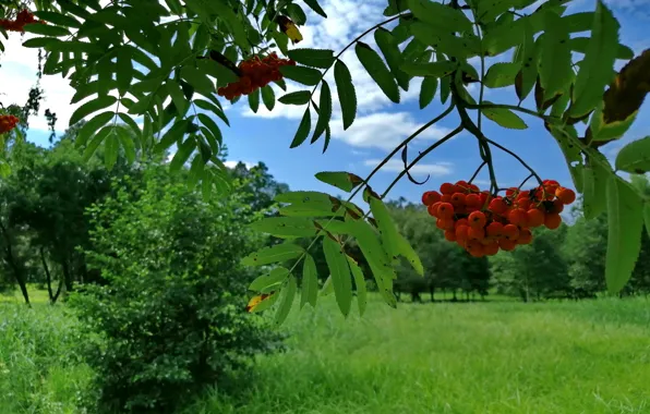 Лето, парк, август, рябина