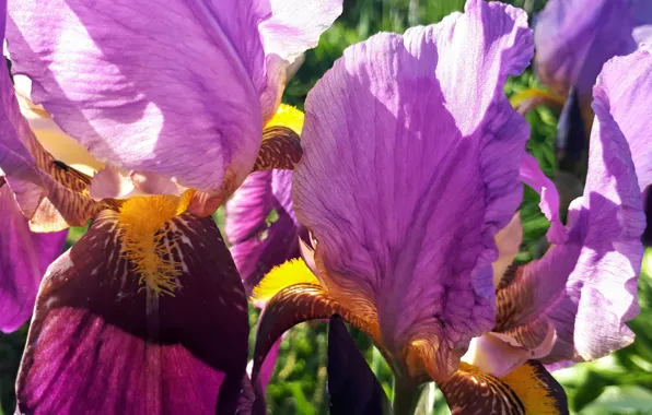 Цветы, природа, ирисы, flower, nature
