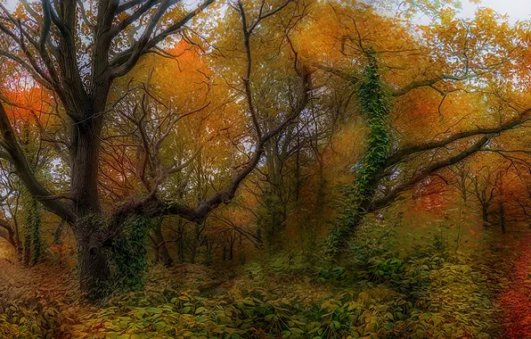 Осень, деревья, природа