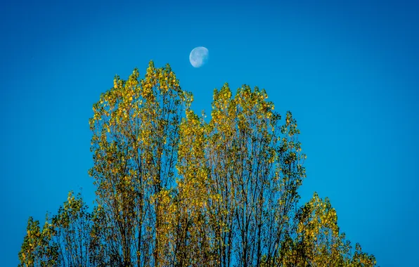 Картинка осень, небо, листья, деревья, луна