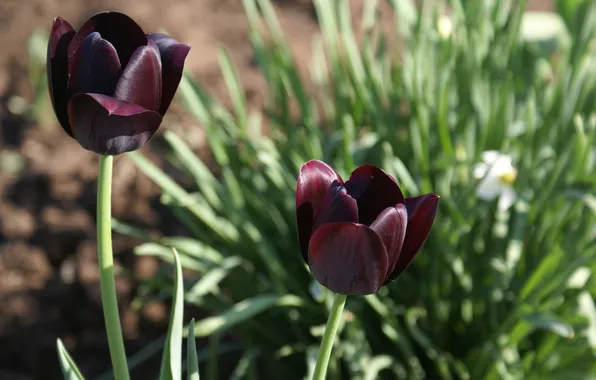 Картинка весна, май, тюльпаны