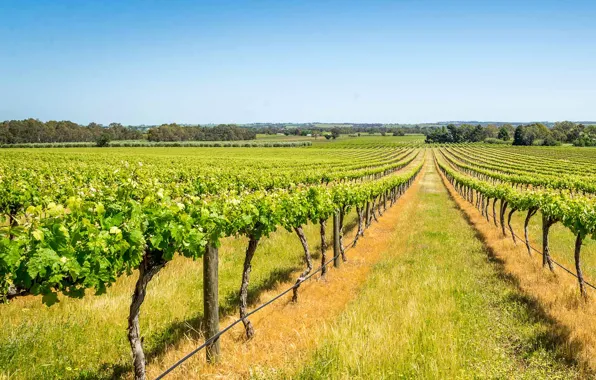 Картинка небо, Австралия, виноградник, Barossa Valley