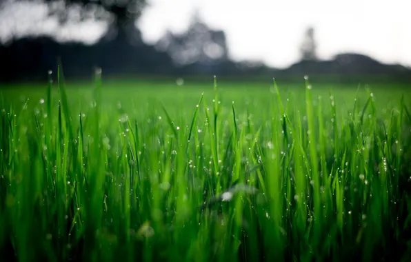 Природа, Растение, Растения, Nature, Grass, Green, Wet, Field
