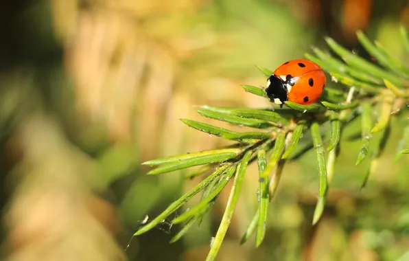 Red, insect, ladybird