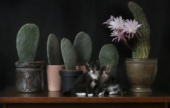 Кошки, цветы, котенок, стол, черный, котята, кактусы, натюрморт