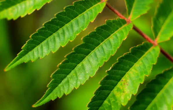 Leaf, twig, gree